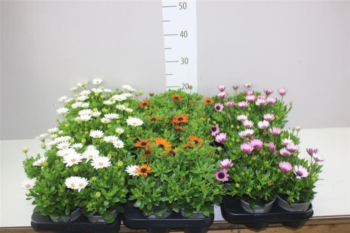 <h4>Osteospermum Mixtrolley</h4>