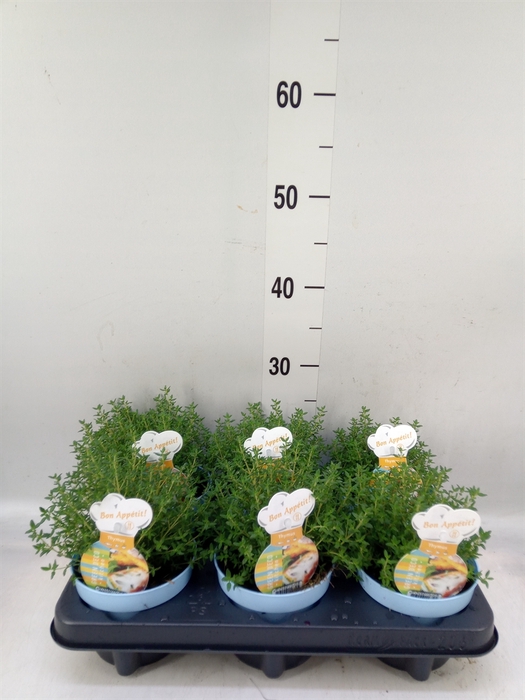 <h4>Thymus vulgaris 'Compactus'</h4>