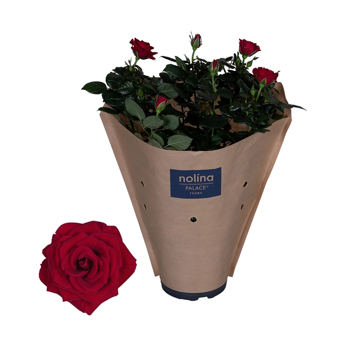 <h4>Nolina Palace Ø 17 cm Red Paper sleeve</h4>