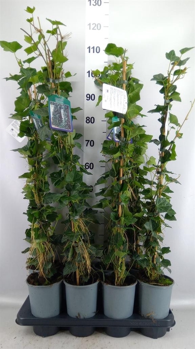 <h4>Hedera hibernica</h4>