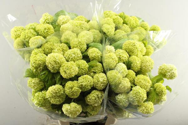 <h4>Viburnum Roseum L 70/4 Kop</h4>