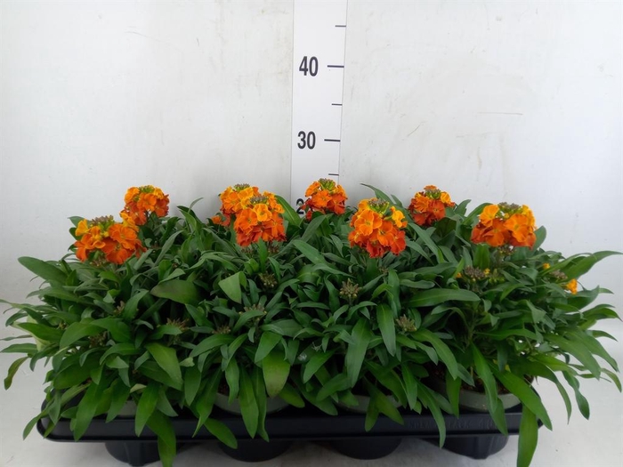 <h4>Erysimum  'Leya Orange Glow'</h4>