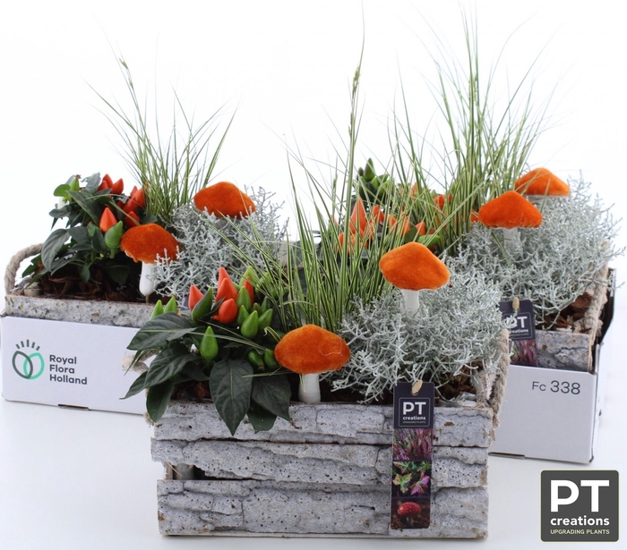 <h4>ARR TUINPLANTEN</h4>
