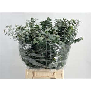 Eucalyptus 'Baby Blue'