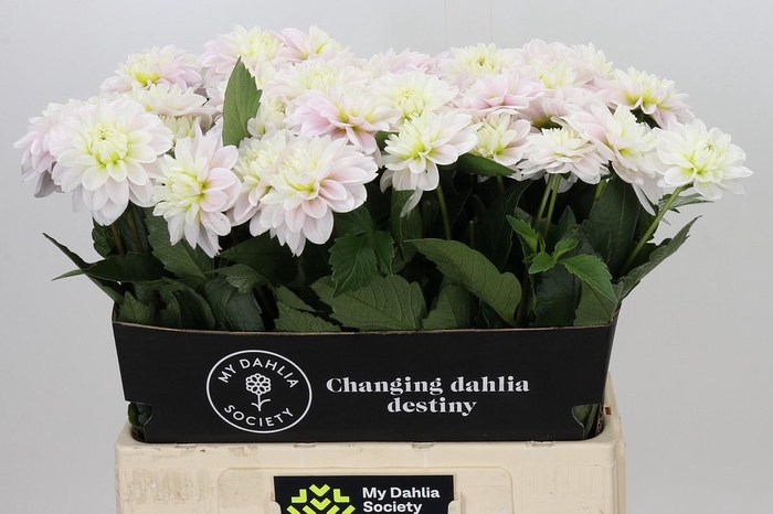 <h4>Dahlia Cayen</h4>