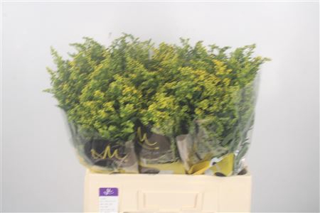 <h4>Solidago Carzan Glory</h4>