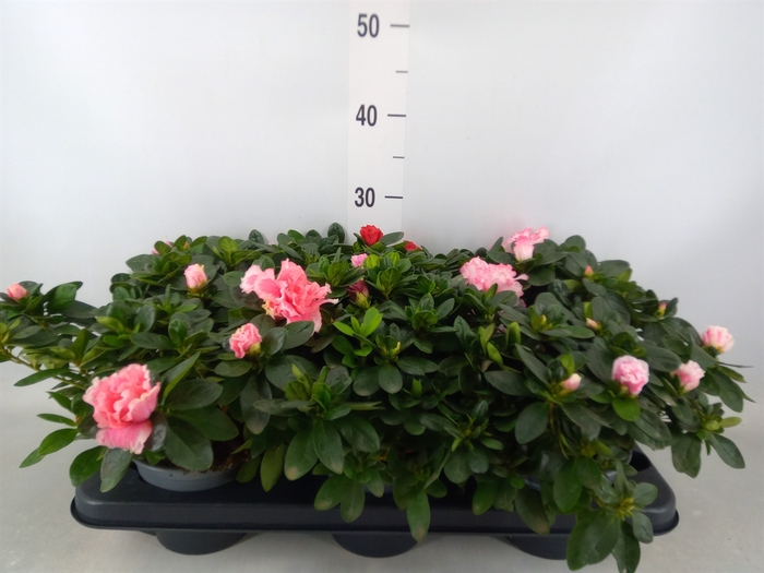 <h4>Rhododendron SI 'Hellmut V' ..mix</h4>
