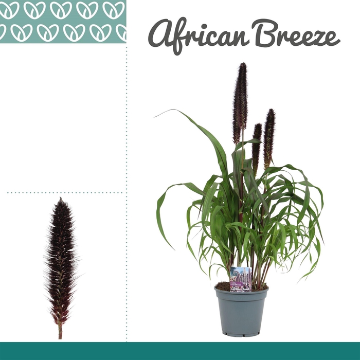 <h4>PENNI PURPLE BARON</h4>