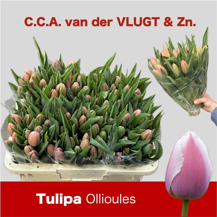 <h4>TU EN OLLIOULES</h4>