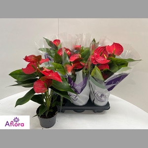 ANTHU AN BAMBINO RED