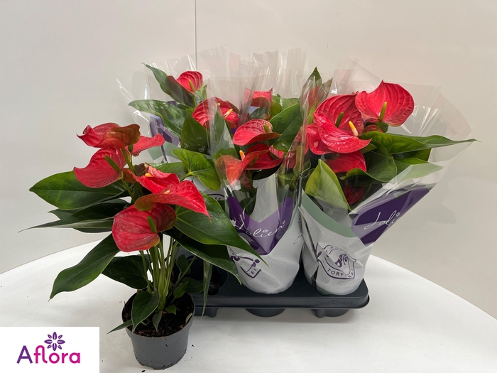 <h4>ANTHU AN BAMBINO RED</h4>