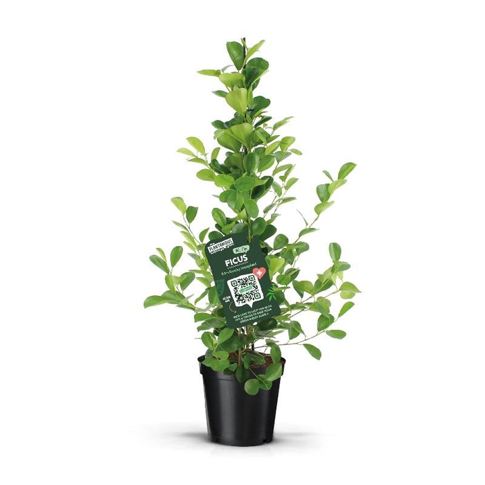 <h4>Ficus Mi Overig Moclame</h4>