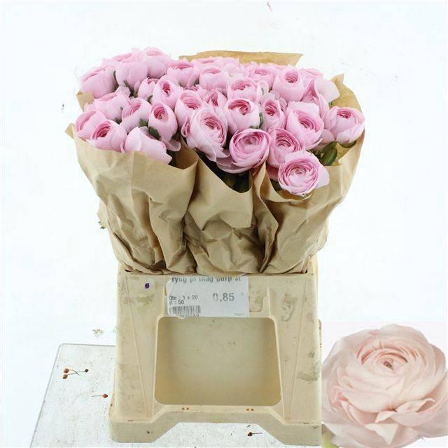 <h4>RAN SU HANOI</h4>