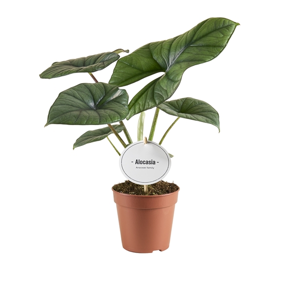 <h4>Alocasia Bisma Silver</h4>