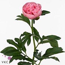 Paeonia etched salmon