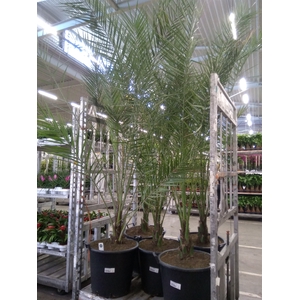 Phoenix canariensis