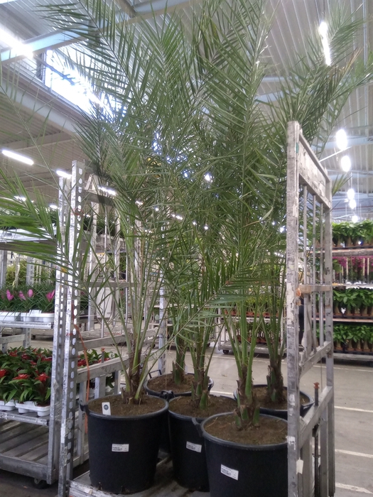 <h4>Phoenix canariensis</h4>