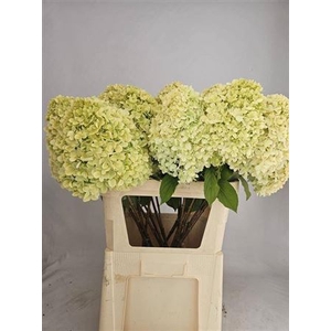 Hydr Pa Limelight