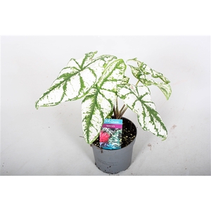 Caladium White Christmas