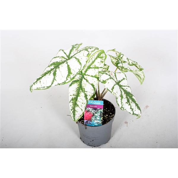 <h4>Caladium White Christmas</h4>