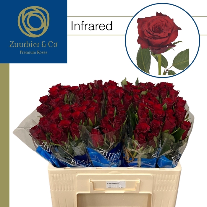 <h4>R GR Infrared 50</h4>