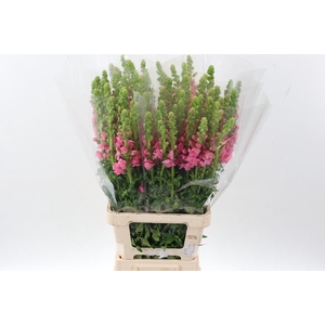 Antir Poto Dark Pink