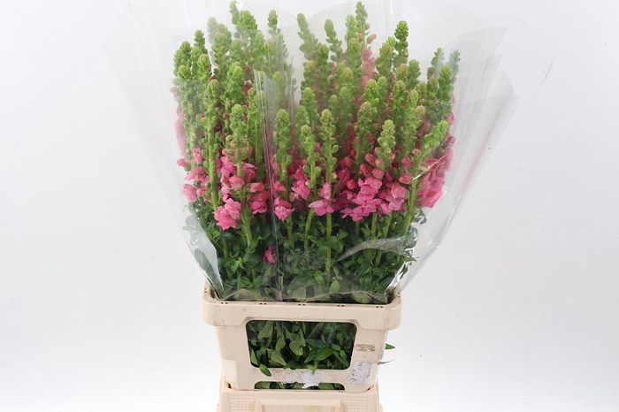 <h4>Antir Poto Dark Pink</h4>