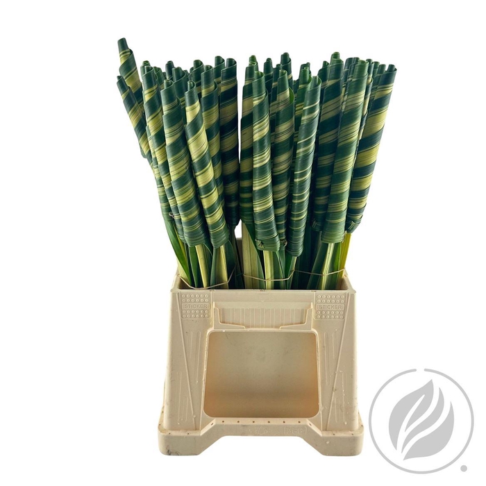 <h4>Pandanus Tubes Variegated</h4>