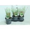 Miscanthus sinensis Gracillimus