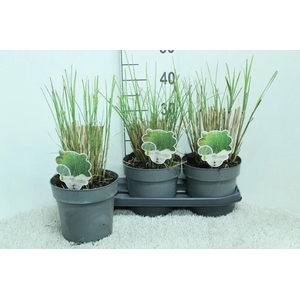 Miscanthus sinensis Gracillimus
