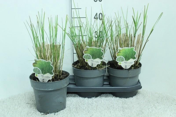 <h4>Miscanthus sinensis Gracillimus</h4>