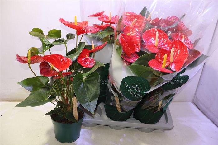 <h4>arr8 Anthu An Idaho</h4>