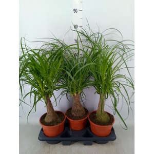 Beaucarnea recurvata