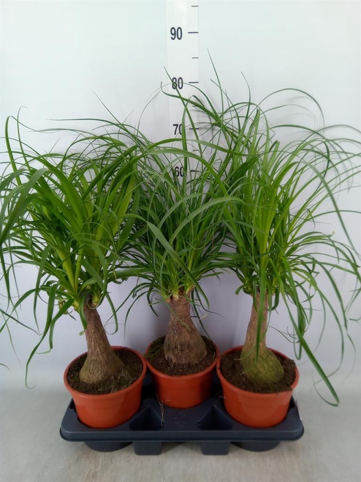 <h4>Beaucarnea recurvata</h4>