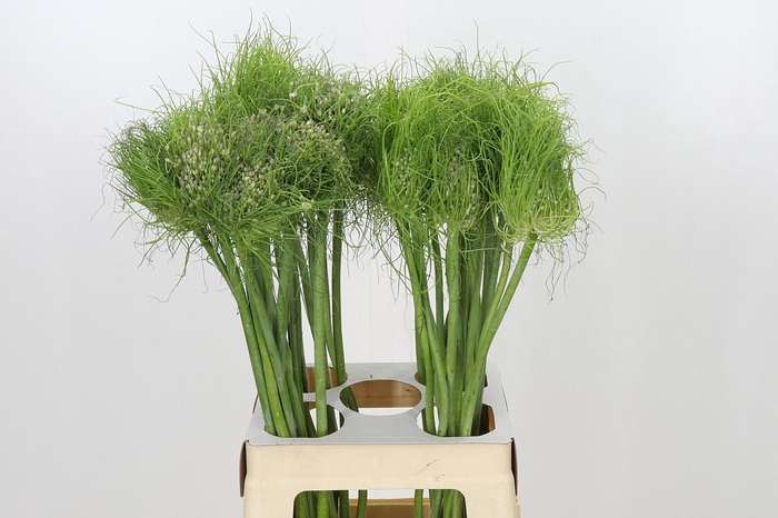 <h4>Allium Catweazle</h4>