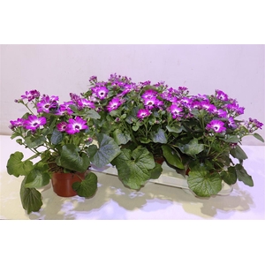 arr8 Peri C Man P Rose Ch