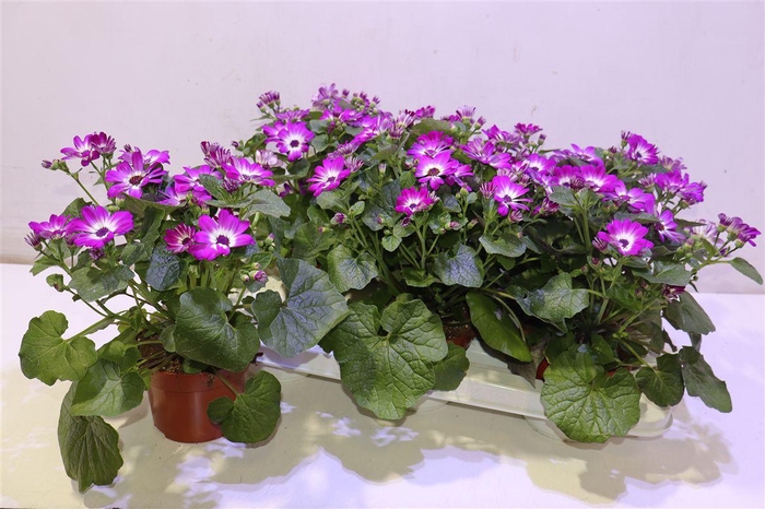 <h4>arr8 Peri C Man P Rose Ch</h4>