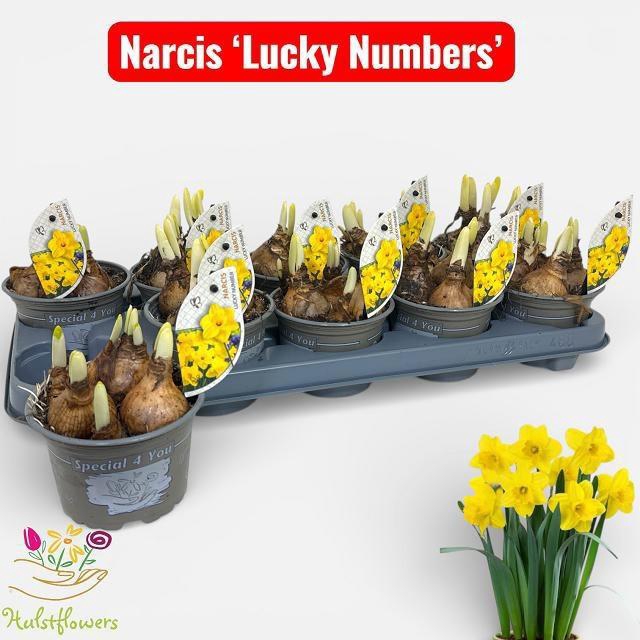 <h4>NARC T LUCKY NUMBER</h4>