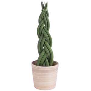 Sansevieria Cylindrica Braided 6 Leaf in Ø10cm Wood NT465