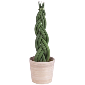 Sansevieria Cylindrica Braided 6 Leaf in Ø10cm Wood NT465