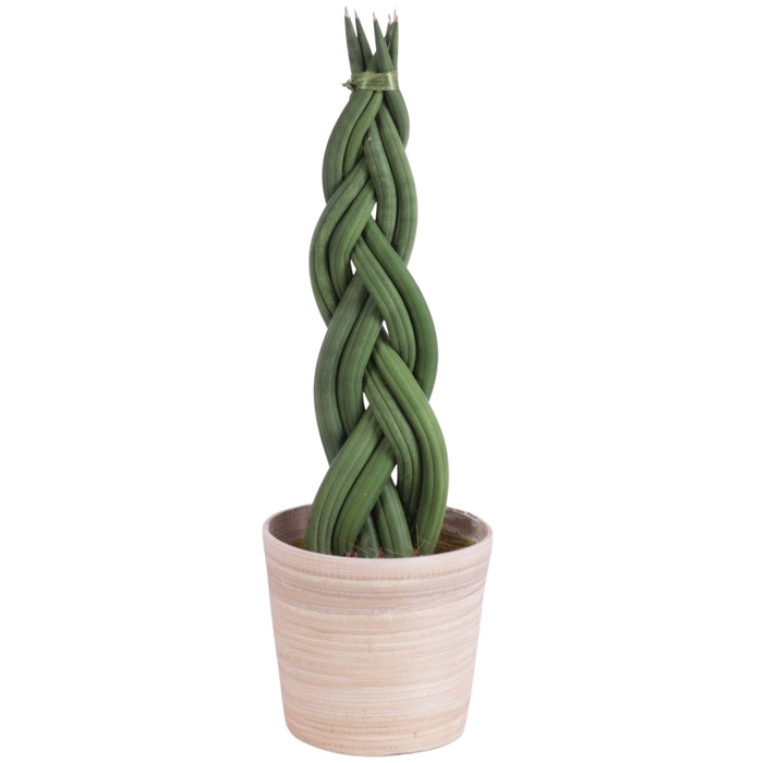 <h4>Sansevieria Cylindrica Braided 6 Leaf in Ø10cm Wood NT465</h4>