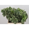 Pittosporum Ilan