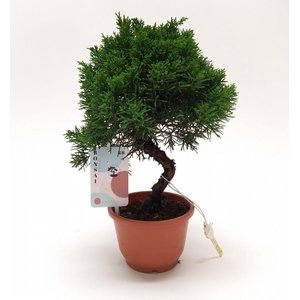 Juniperus Bonsai S-shape 12 cm (herkomst: Japan)