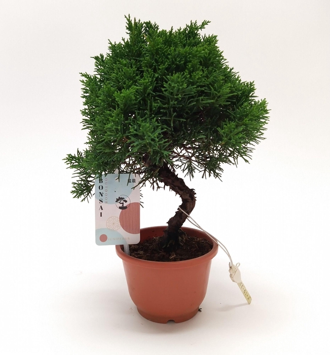 <h4>Juniperus Bonsai S-shape 12 cm (herkomst: Japan)</h4>