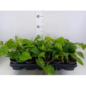 Epipremnum pinn. 'Aureum'