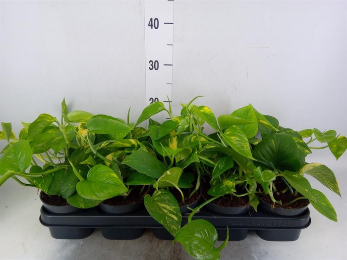 <h4>Epipremnum pinn. 'Aureum'</h4>