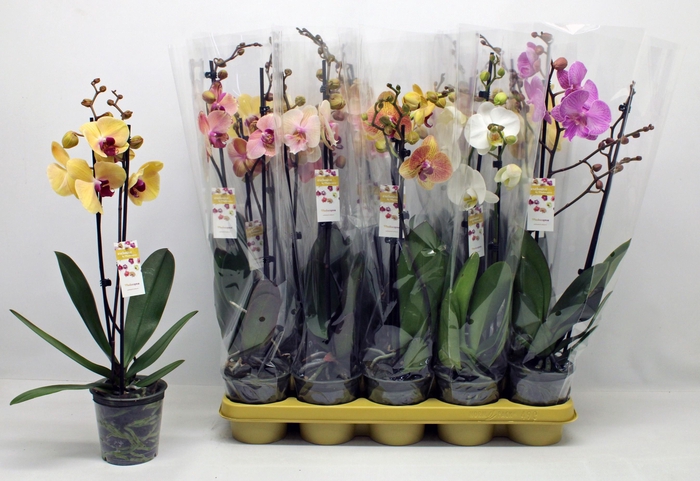 <h4>PHAL GEM 10 KL</h4>