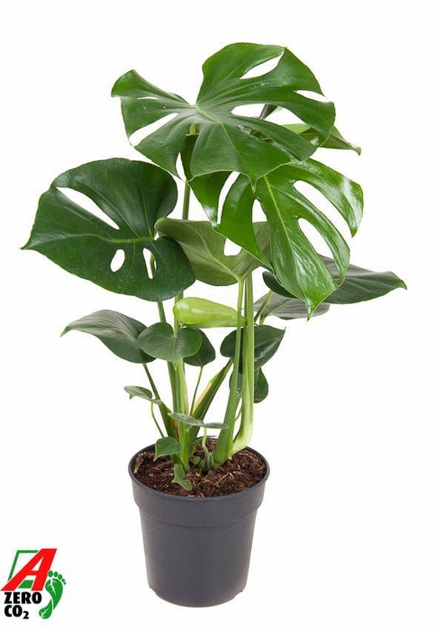<h4>Monstera Deliciosa struik P19</h4>