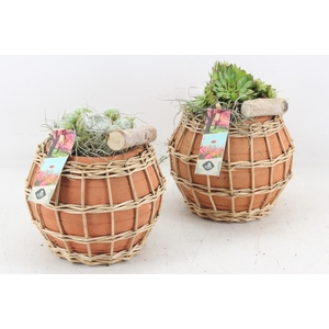 arr4 Semp JS - Terra bol bamboe pot