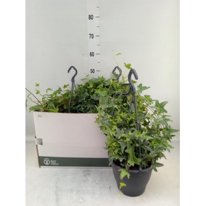 Hedera helix 'Mona Lisa'